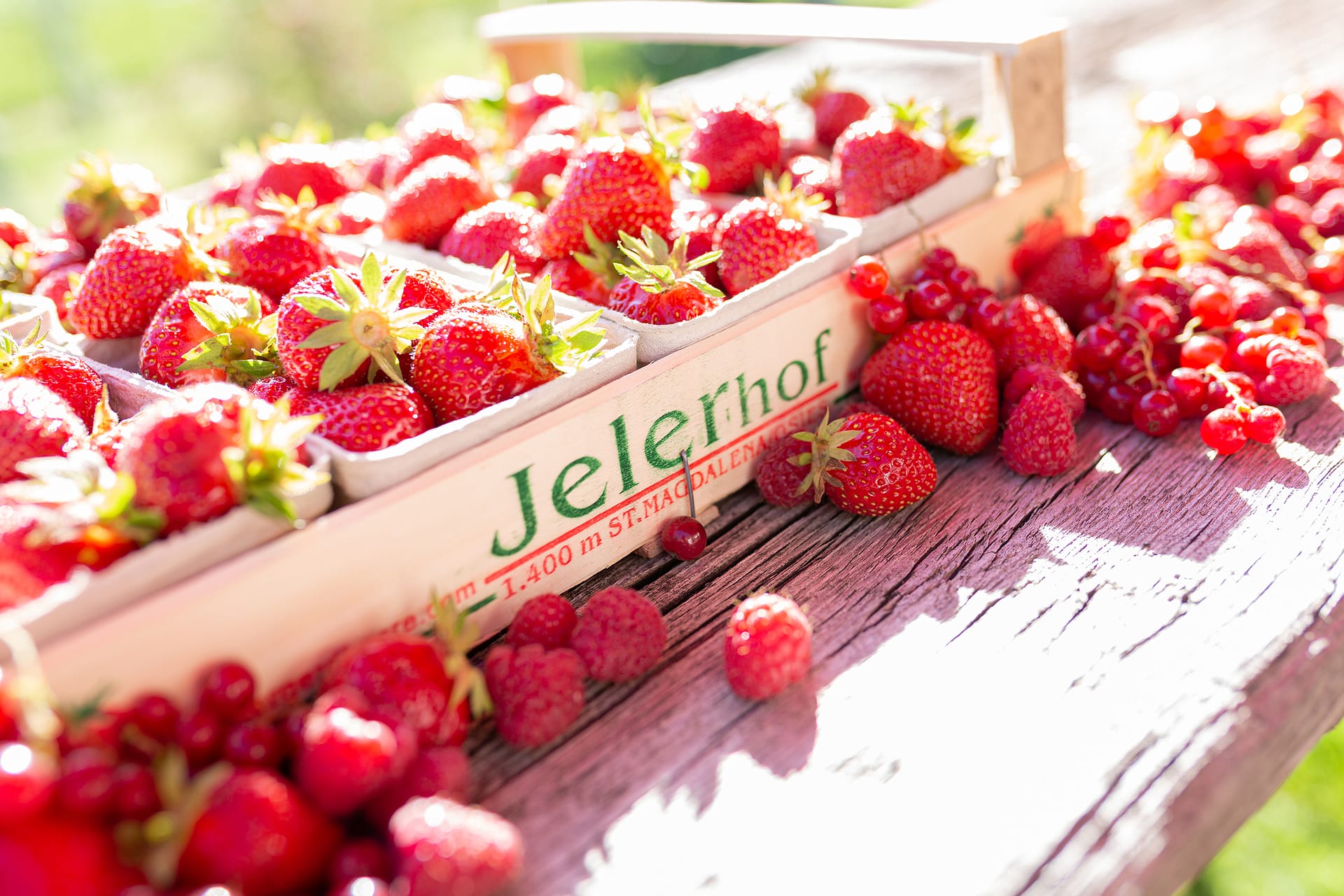 Bergerdbeeren vom Jelerhof